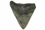 Fossil Megalodon Tooth - South Carolina #356855-1